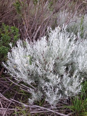 Castilleja hololeuca