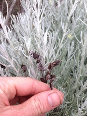 Castilleja hololeuca