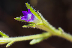 Githopsis specularioides