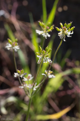 Lomatium hooveri