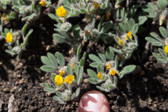 Acmispon brachycarpus