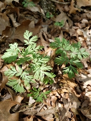 Dicentra cucullaria