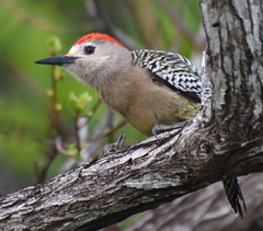 Melanerpes superciliaris