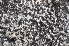 Opegrapha
