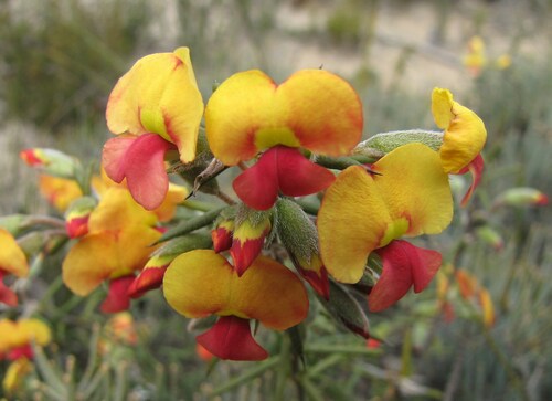 Image of Needle-leaved Chorizema by (c) Gail A Baker, some rights reserved (CC BY)