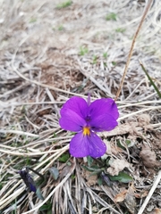 Viola calcarata