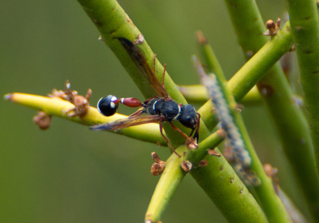 Zethus caridei
