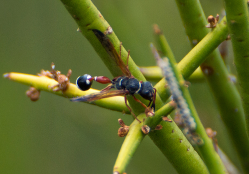 Zethus caridei