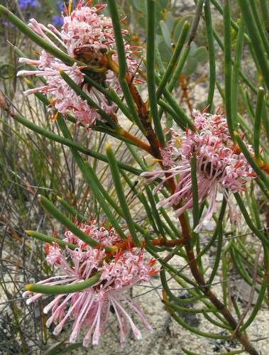 Image of Isopogon nutans by (c) Gail A Baker, some rights reserved (CC BY)