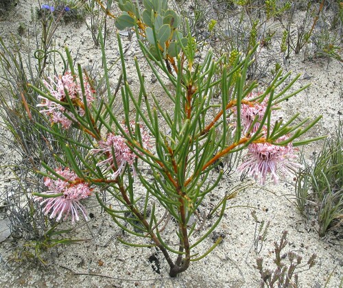 Image of Isopogon nutans by (c) Gail A Baker, some rights reserved (CC BY)