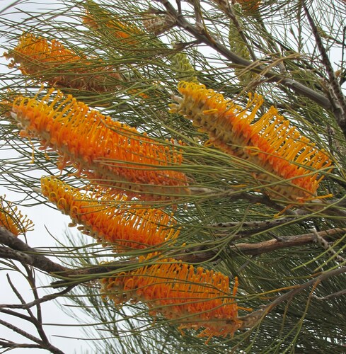 Image of Flame Grevillea (Grevillea excelsior) by (c) Gail A Baker, some rights reserved (CC BY)