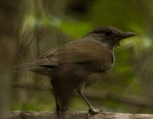 Pale-breasted Thrush