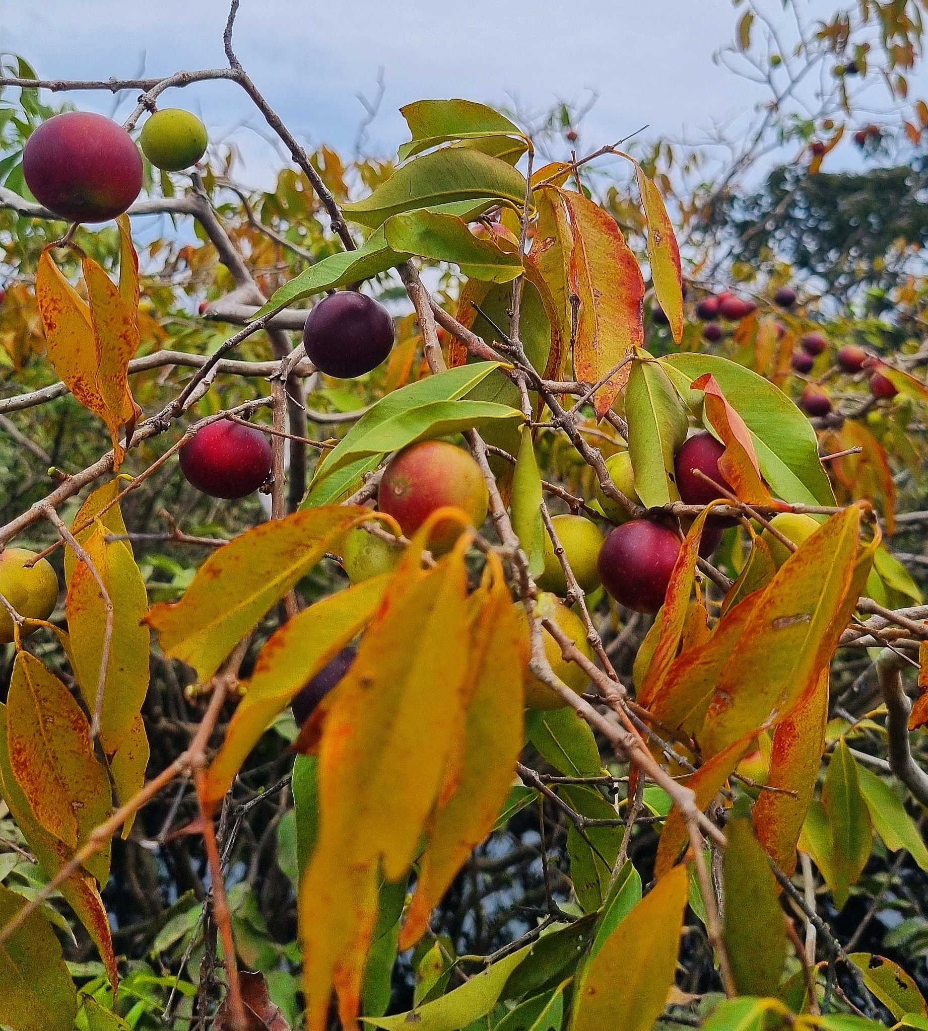 Imagem de Camu-camu
