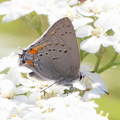 Satyrium californica