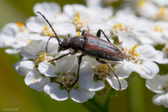 Rhagiini