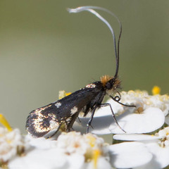Adela flammeusella
