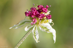 Lomatium hooveri