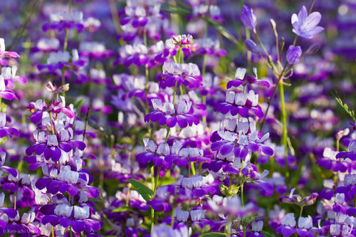 Collinsia heterophylla