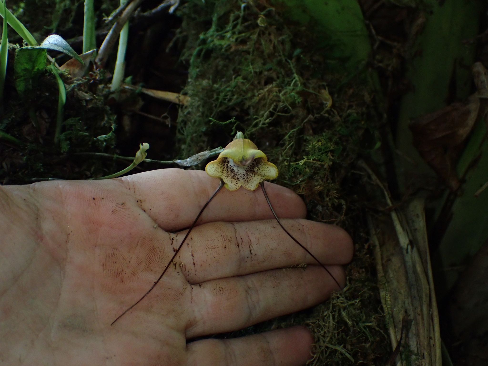 Imagem de Orquídea Drácula