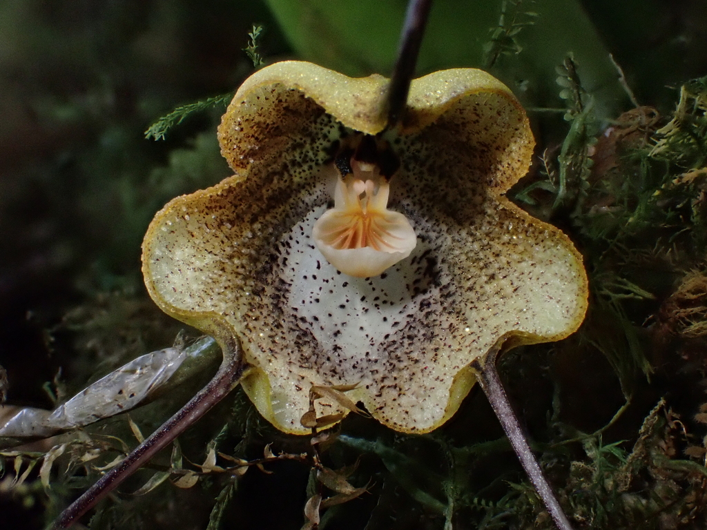 Dracula trigonopetala