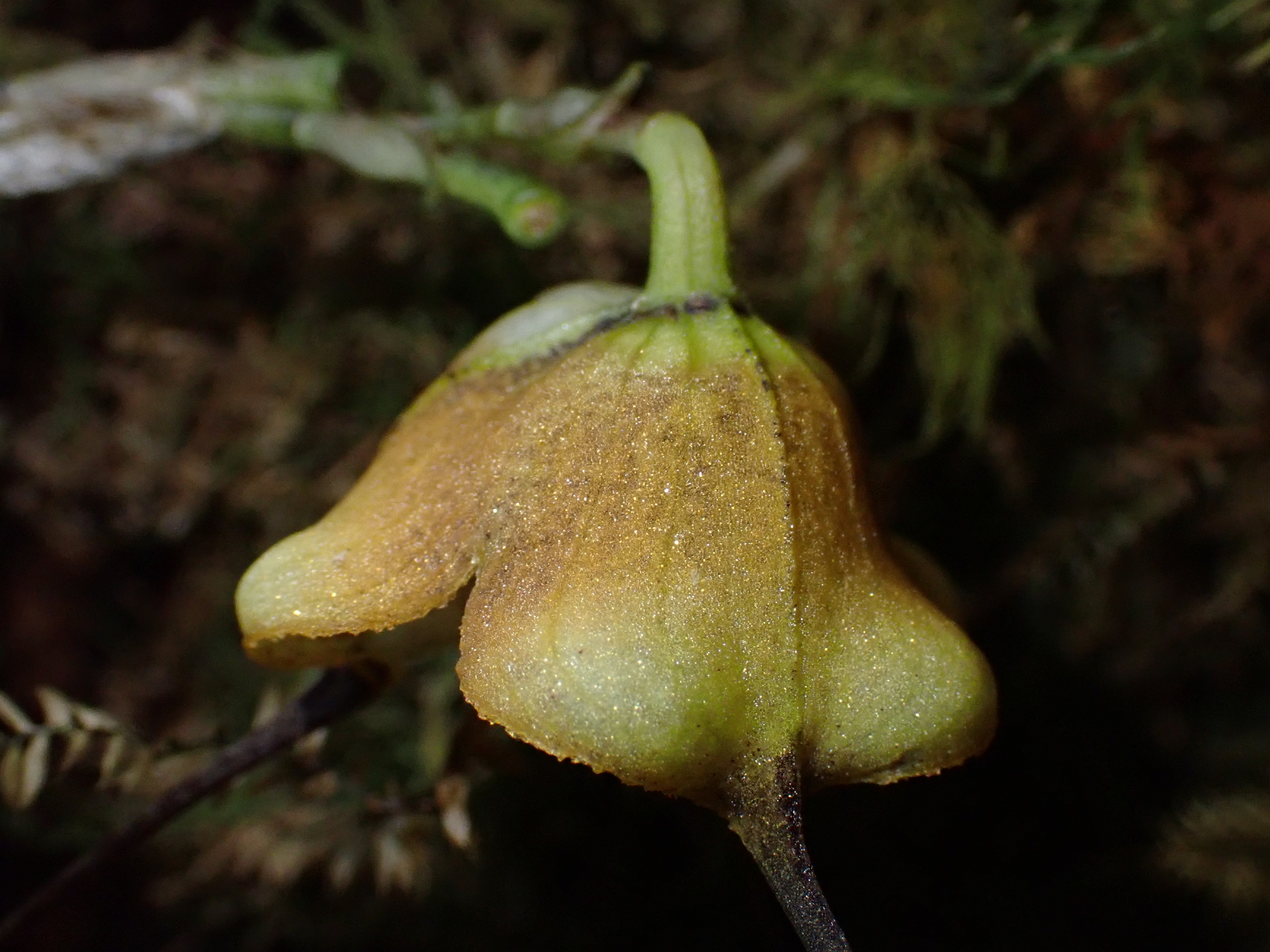 Imagem de Orquídea Drácula