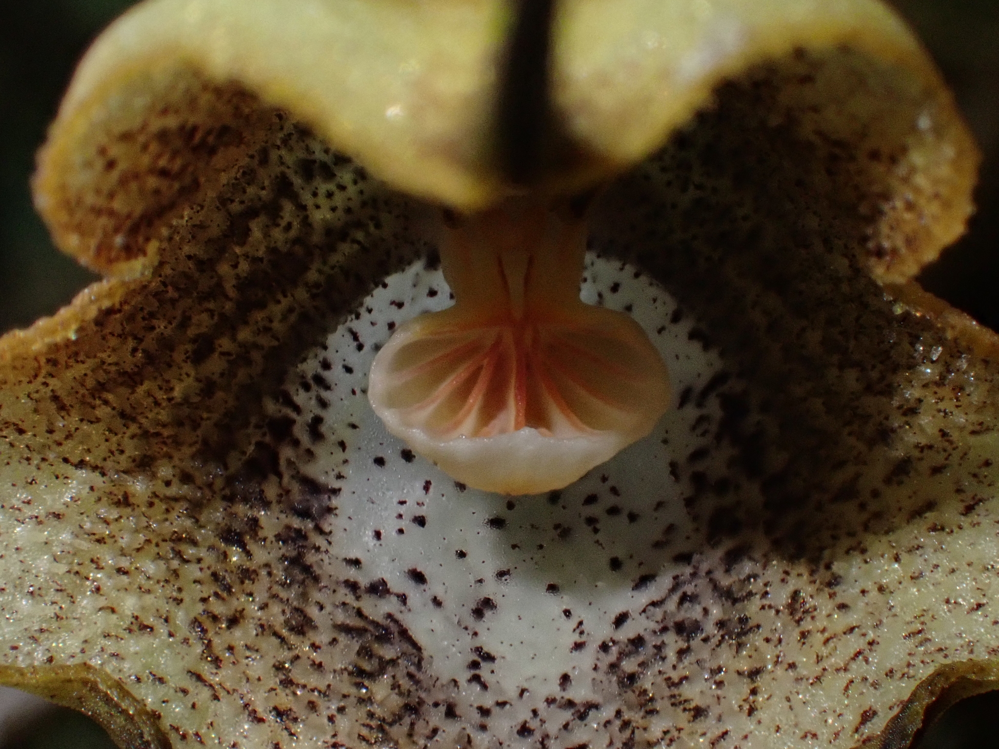 Imagem de Orquídea Drácula