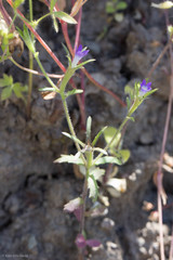 Githopsis specularioides