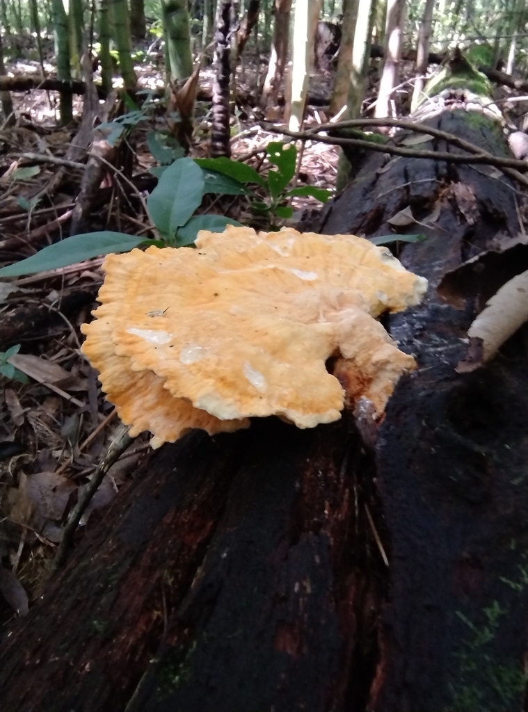 Laetiporus gilbertsonii · March 2024 · photo: © lelacappelli (iNaturalist, cc0)