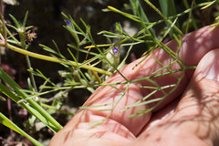 Lomatium hooveri