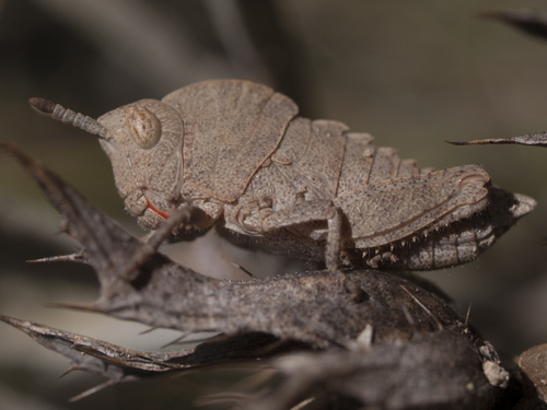 Futile Stone Grasshopper