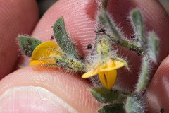 Acmispon brachycarpus