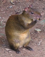 Dasyprocta variegata