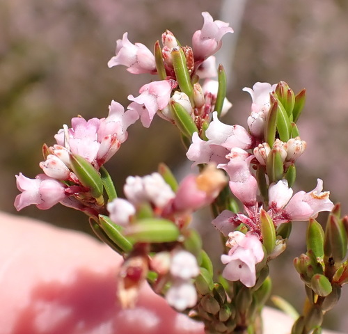 Image of Erica articularis by (c) Nicola van Berkel, some rights reserved (CC BY-SA)