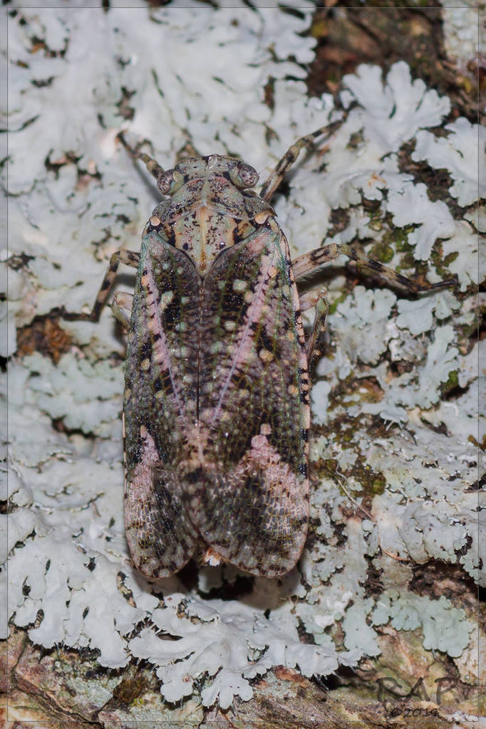 Zeunasa carinata