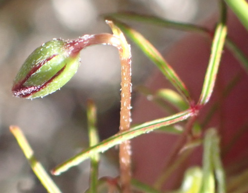 Image of Oxalis pendulifolia by (c) Nicola van Berkel, some rights reserved (CC BY-SA)