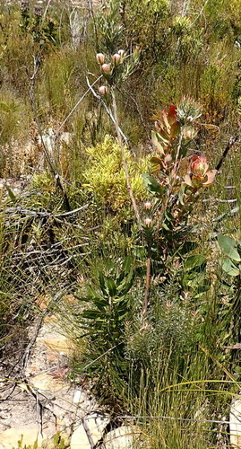 Image of Leucadendron uliginosum by (c) Nicola van Berkel, some rights reserved (CC BY-SA)