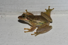 Boophis doulioti