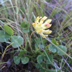 Trifolium fucatum