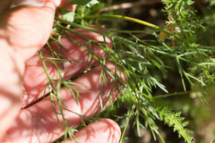 Lomatium hooveri