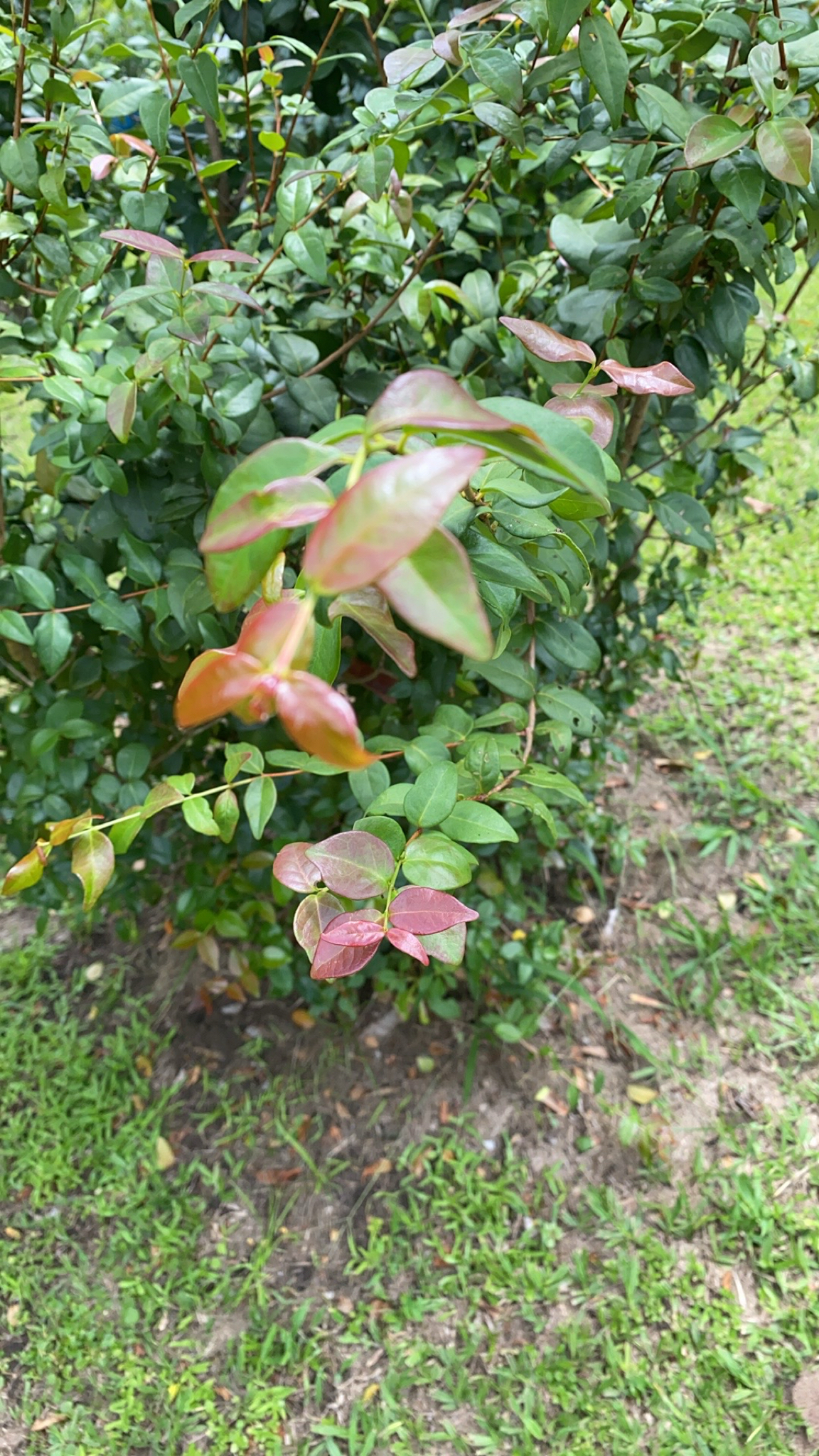 Eugenia uniflora