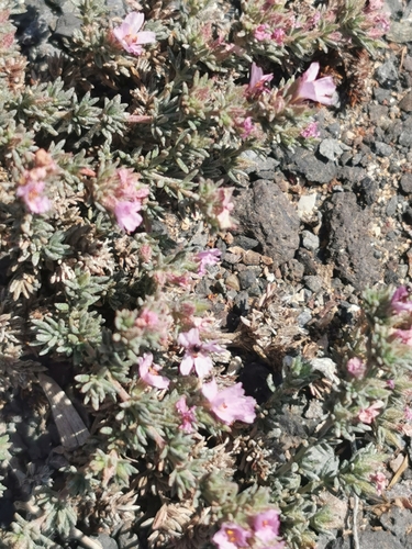 Image of Frankenia capitata by (c) Grzegorz Grzejszczak, some rights reserved (CC BY-SA)