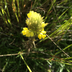 Castilleja rubicundula lithospermoides