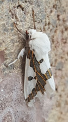 Euerythra phasma