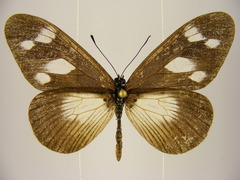 Acraea lycoa