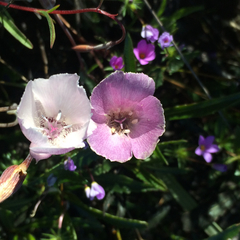 Calochortus umbellatus