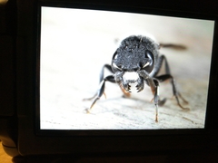 Sapyga quinquepunctata