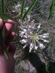 Asclepias longifolia