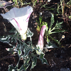 Calystegia collina