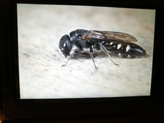 Sapyga quinquepunctata