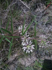 Asclepias longifolia